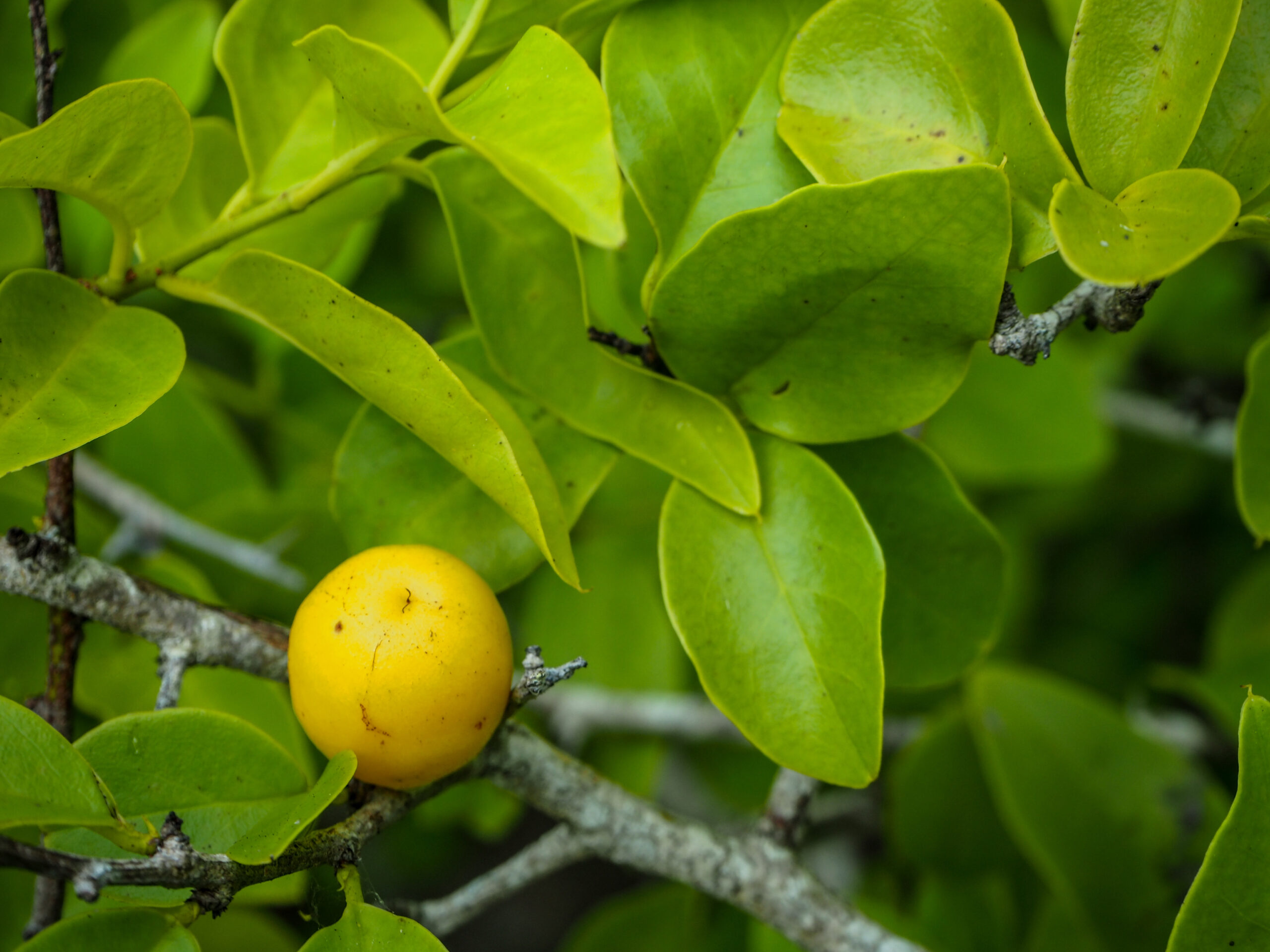 Ximenia Fruit